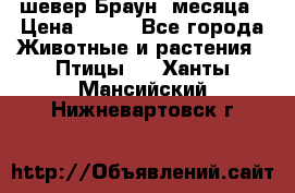 шевер Браун 2месяца › Цена ­ 200 - Все города Животные и растения » Птицы   . Ханты-Мансийский,Нижневартовск г.